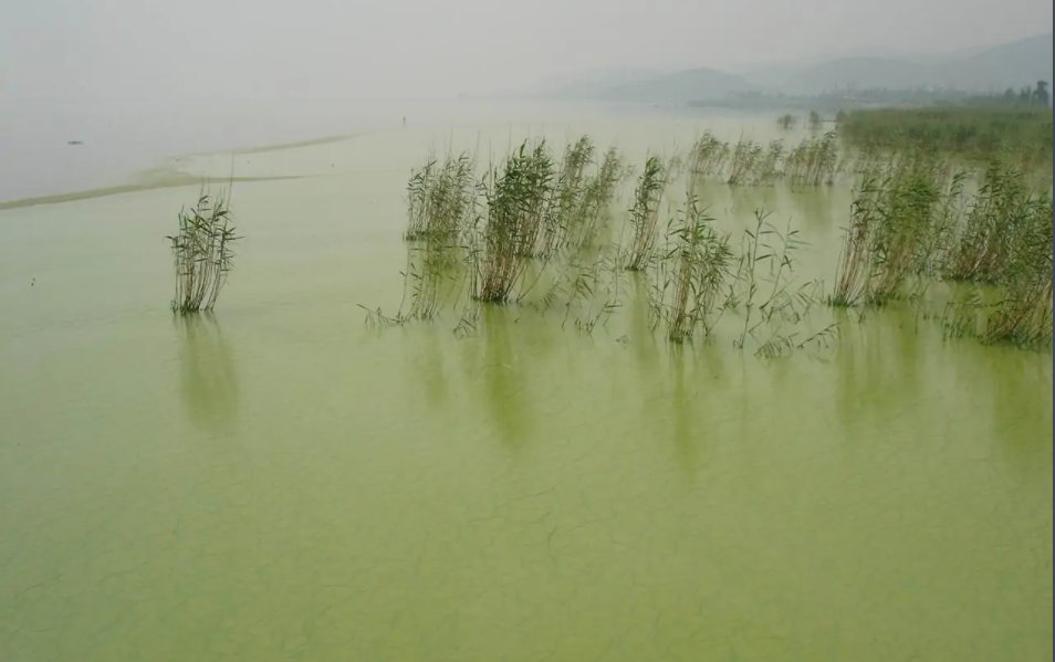 浮游植物 快懂百科