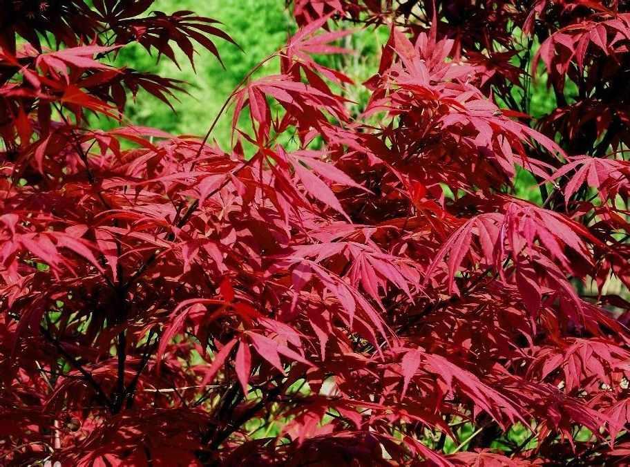 日本红枫 - 快懂百科
