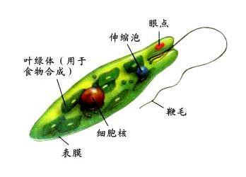绿眼虫的运动器官图片