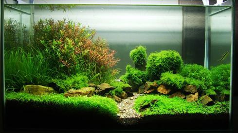 鱼缸造景 快懂百科