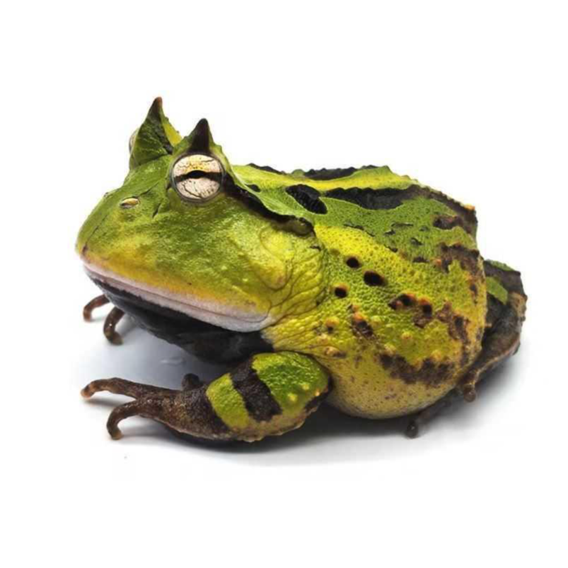 霸王角蛙 快懂百科