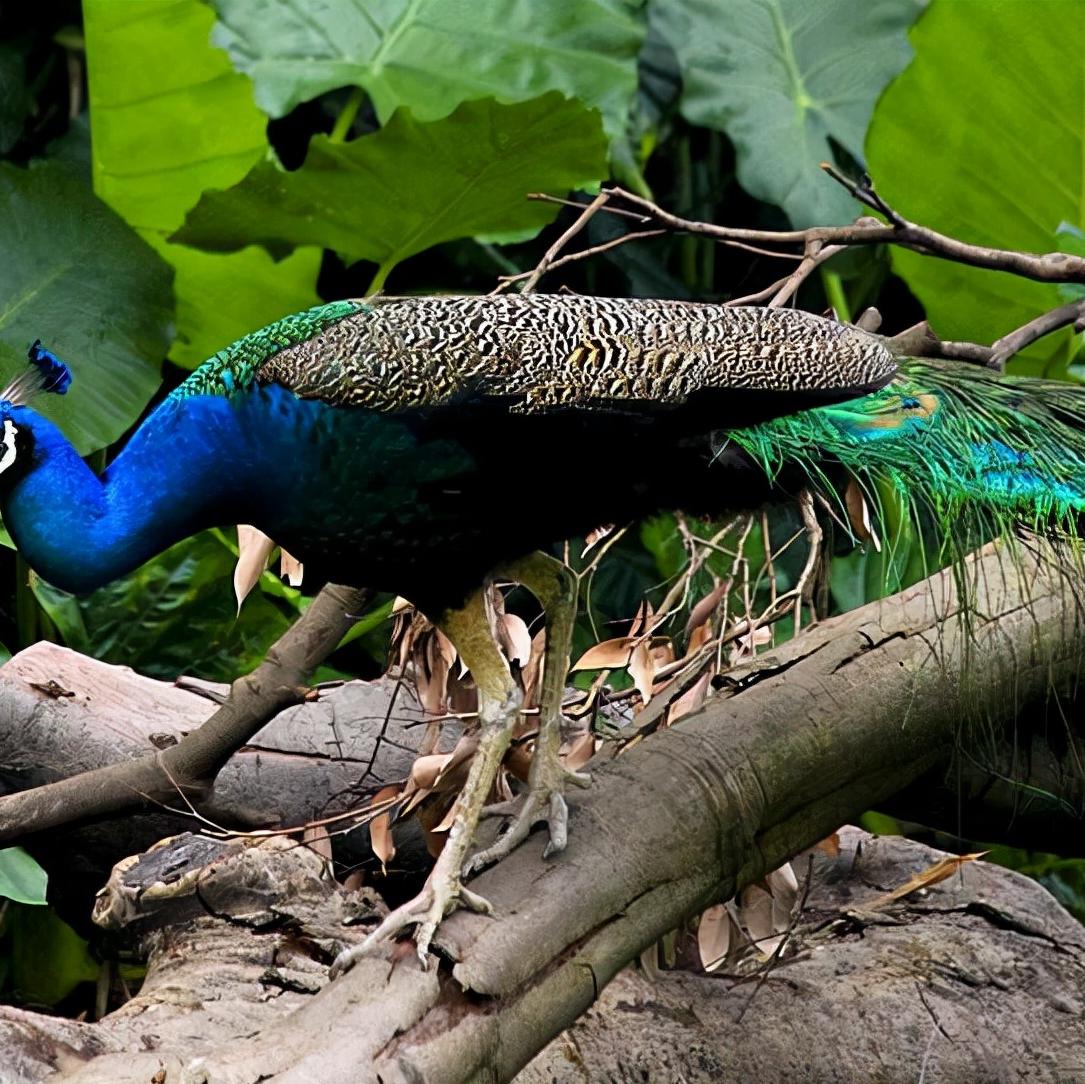 白孔雀 快懂百科