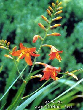 球根鸢尾 快懂百科