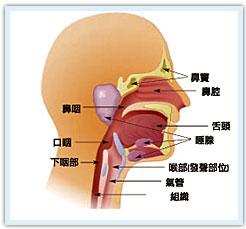 鼻腔癌 快懂百科