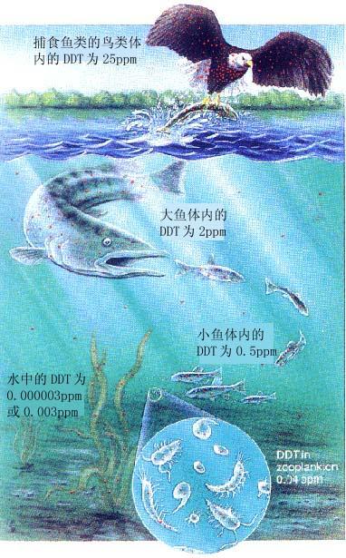 生物放大 快懂百科