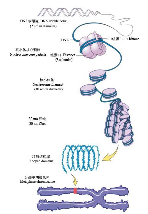 图1 dna压缩成染色体的过程压缩与结构化假说(packing and structuri