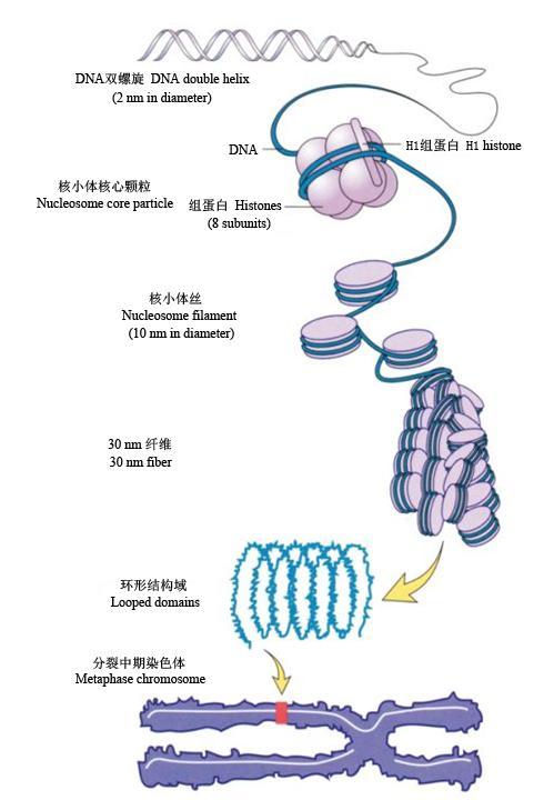 hypothesis)认为,细胞核源自原核细胞基因组的大型化(包括dna的复制