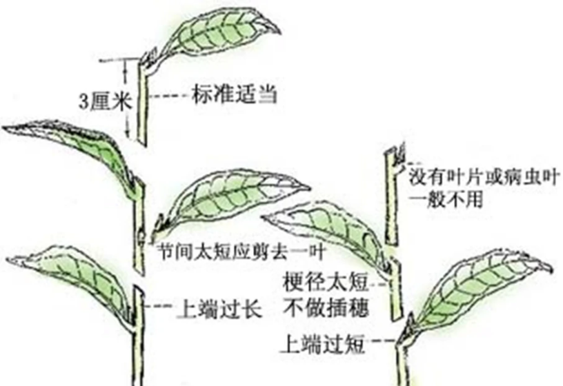 扦插育苗 - 快懂百科