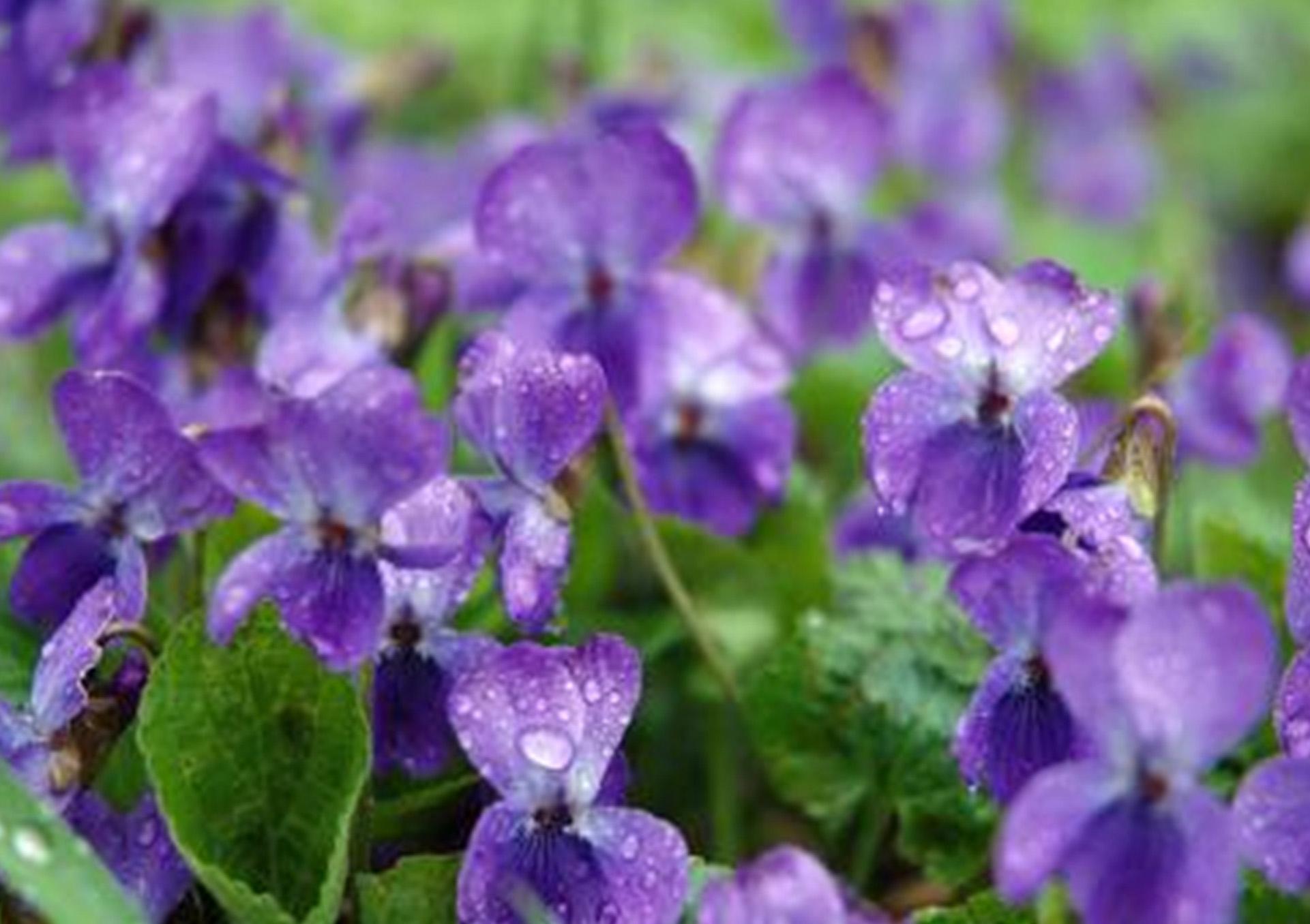紫罗兰图片_紫罗兰的叶子图片大全 - 花卉网