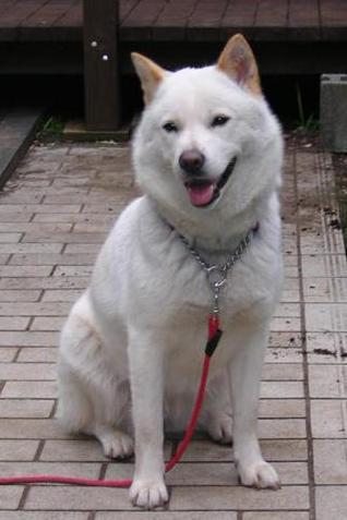 艾努犬 快懂百科