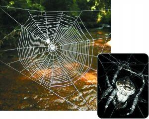 达尔文树皮蜘蛛 快懂百科