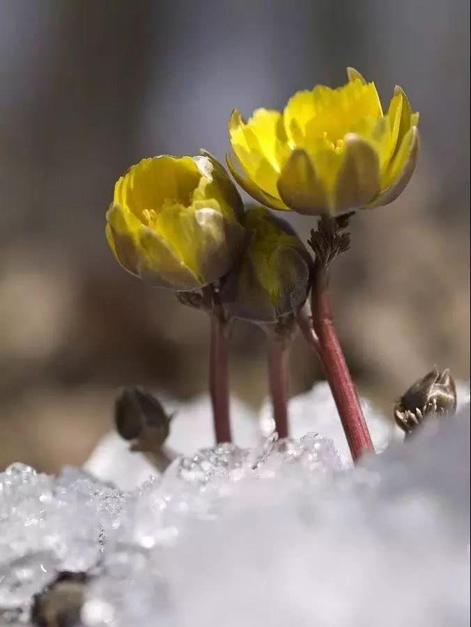 金盏花盆栽,养分丰富无污染的土壤适合培养温室花卉吗?