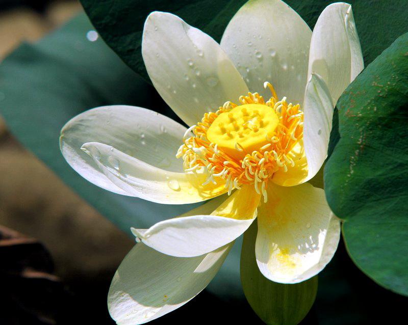六月花神 快懂百科