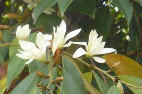 多花含笑 双子叶植物纲木兰目植物 头条百科