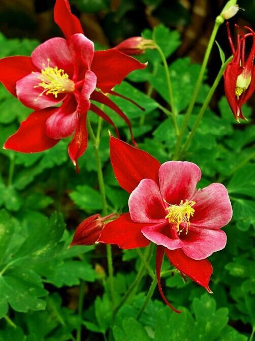 耧斗菜 快懂百科