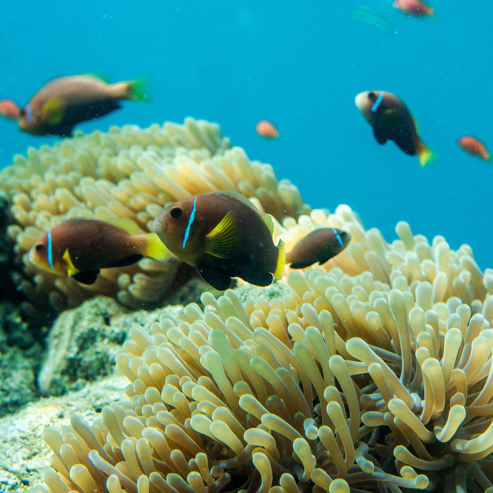 海洋生物学 快懂百科