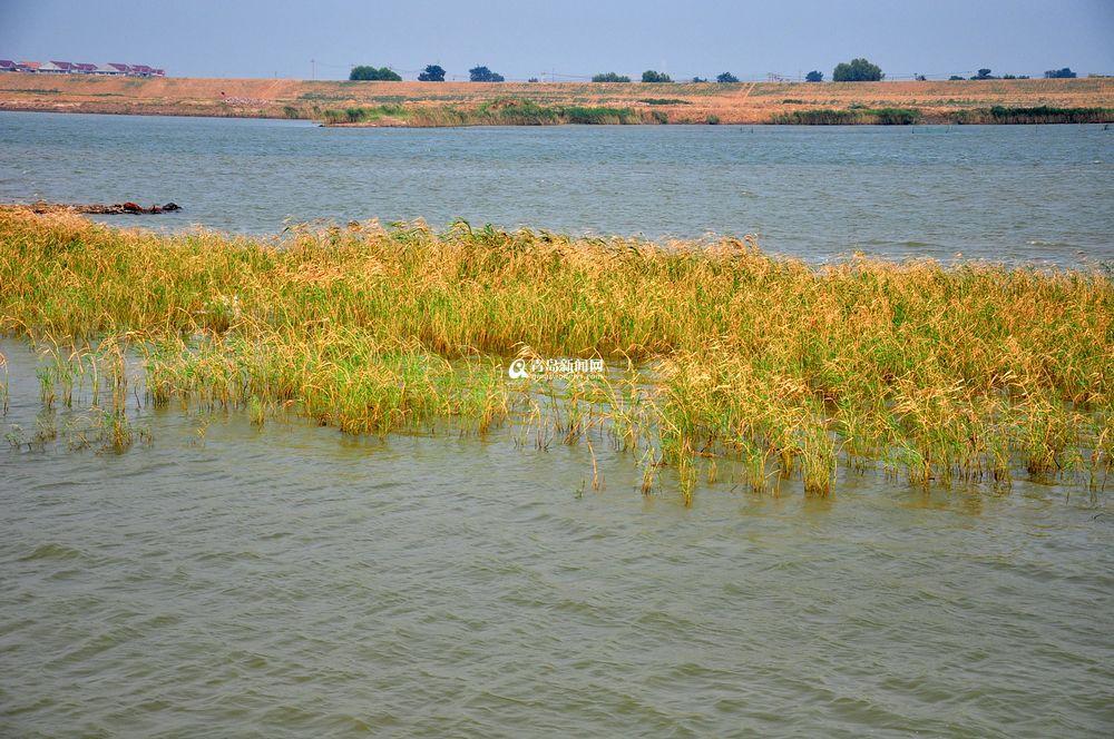 大沽河 快懂百科
