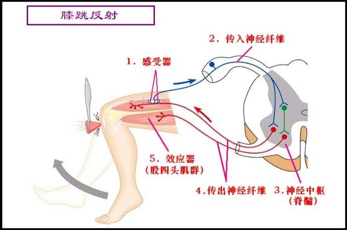 膝跳反射 快懂百科