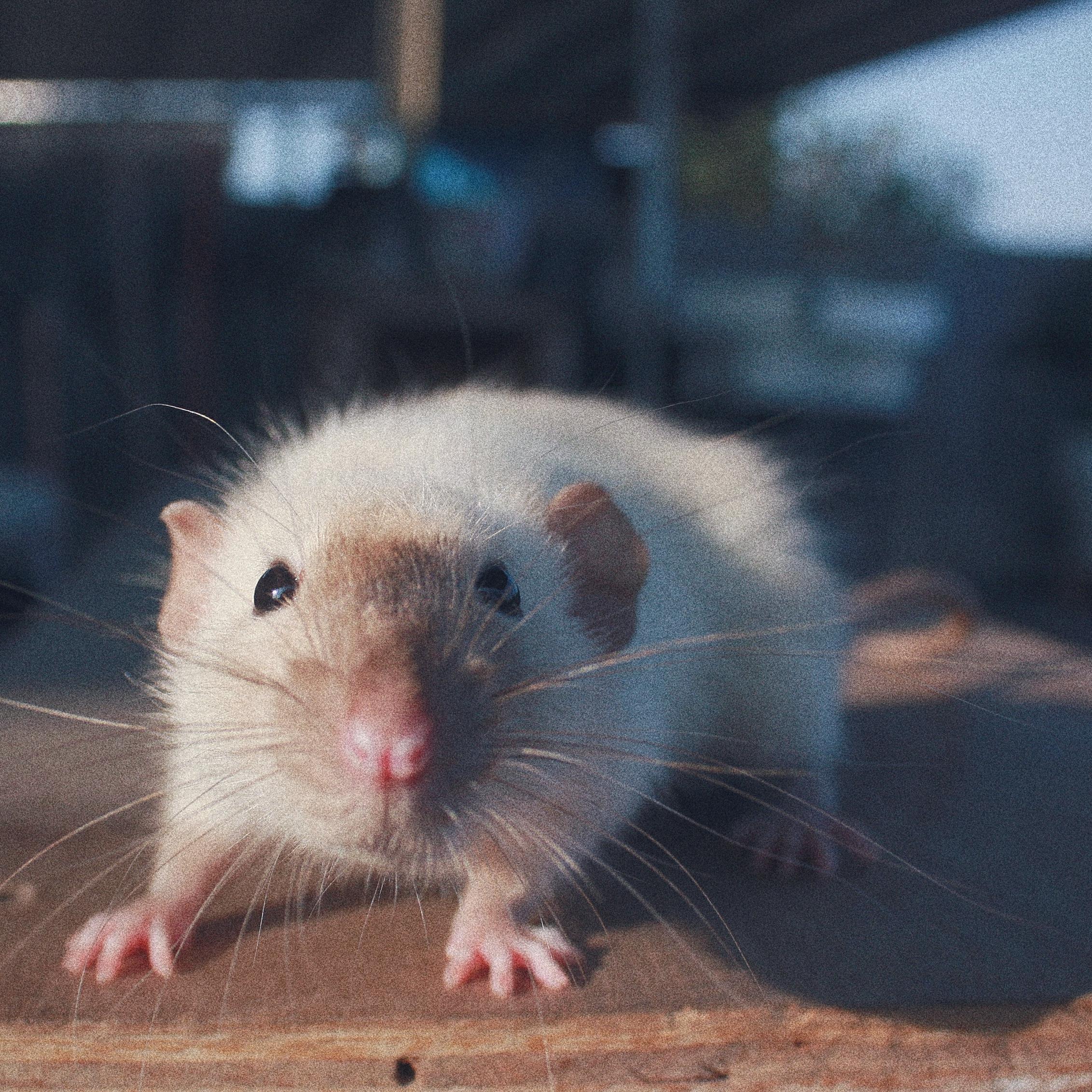 花枝鼠 快懂百科