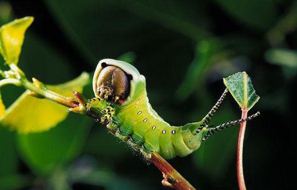 黑带二尾舟蛾 快懂百科