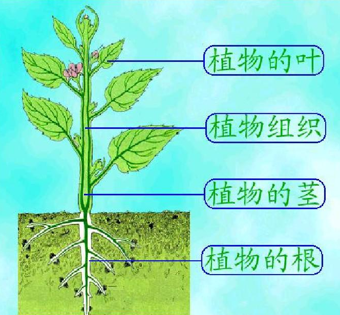 初生生长 - 快懂百科