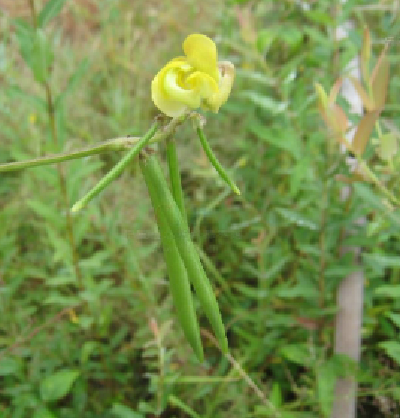 贼小豆 快懂百科