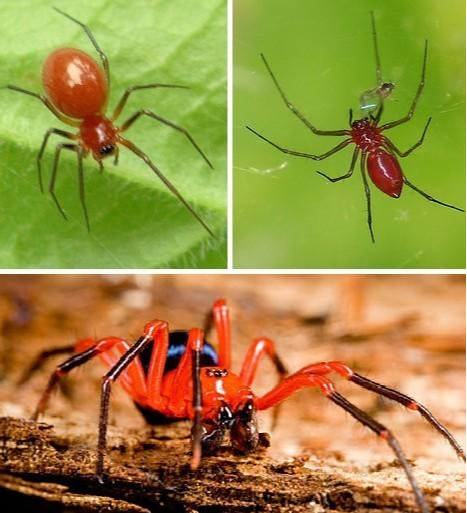 玉米红蜘蛛 快懂百科