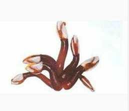 茗荷介 快懂百科