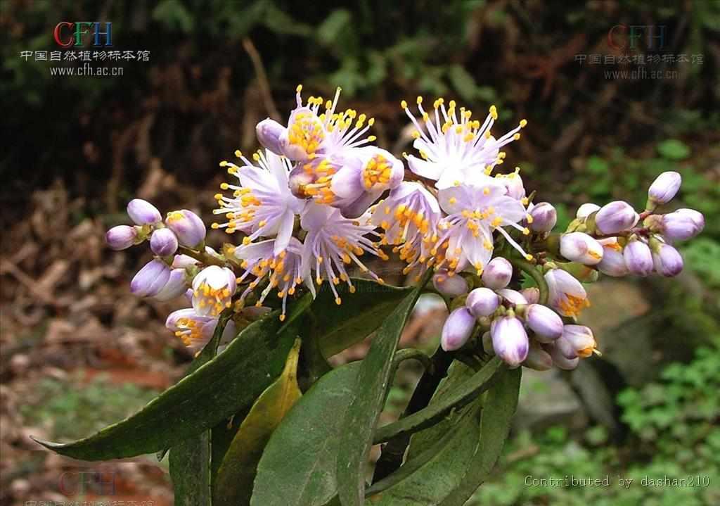 拟密花树 快懂百科