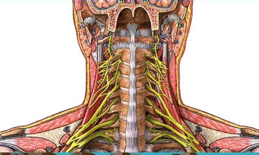 颈椎疾病 快懂百科
