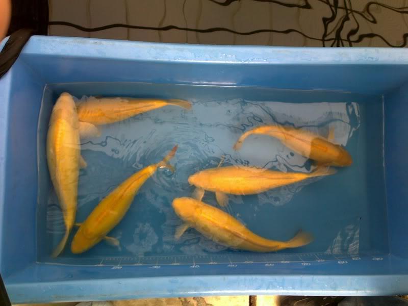 变种鲤 快懂百科