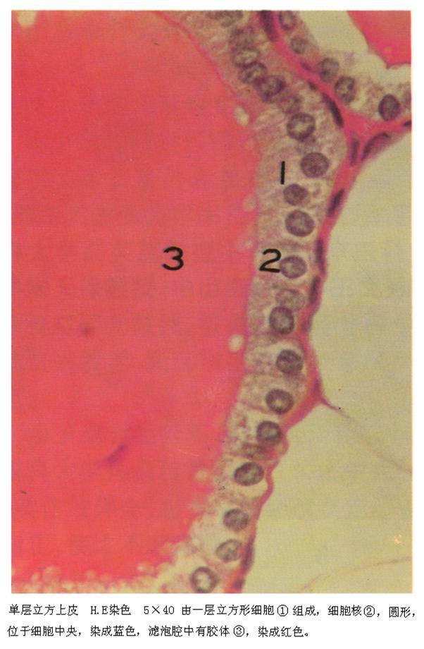 单层立方上皮 快懂百科