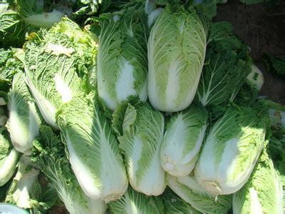 大白菜_基本信息_形态特征_地理分布 - 头条百科