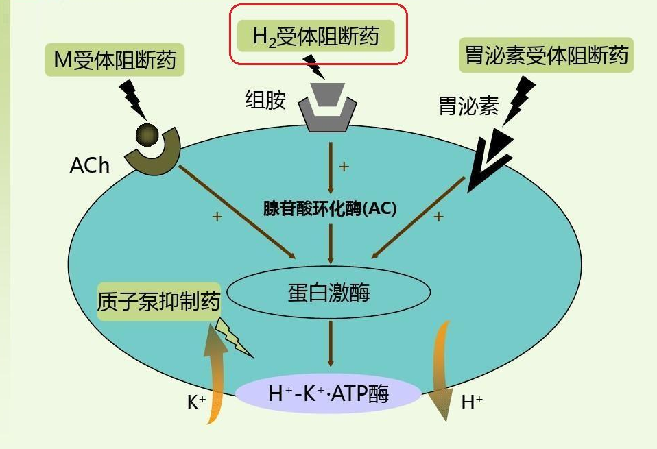 H2受体