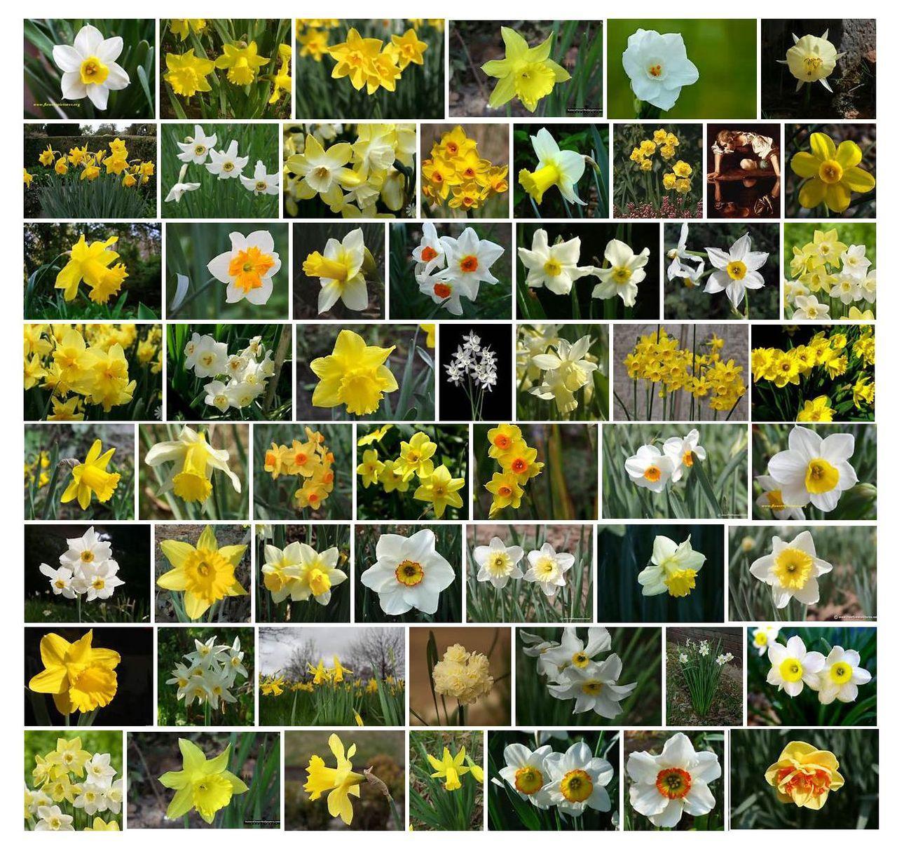 水仙属 快懂百科