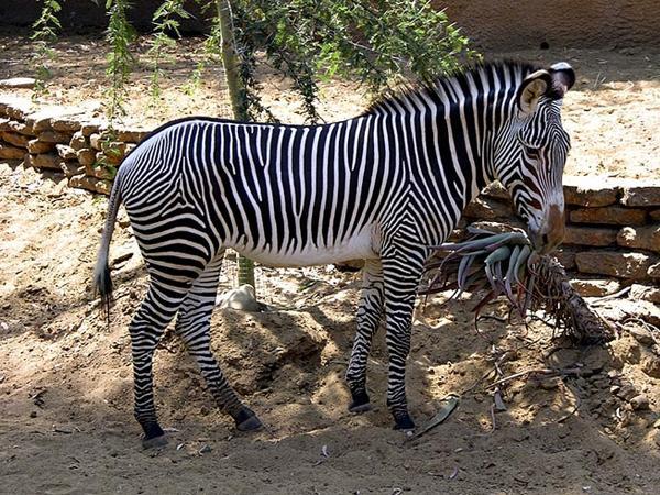 斑马[奇蹄目马科动物]_物种学史_形态特征_栖息环境 - 头条百科