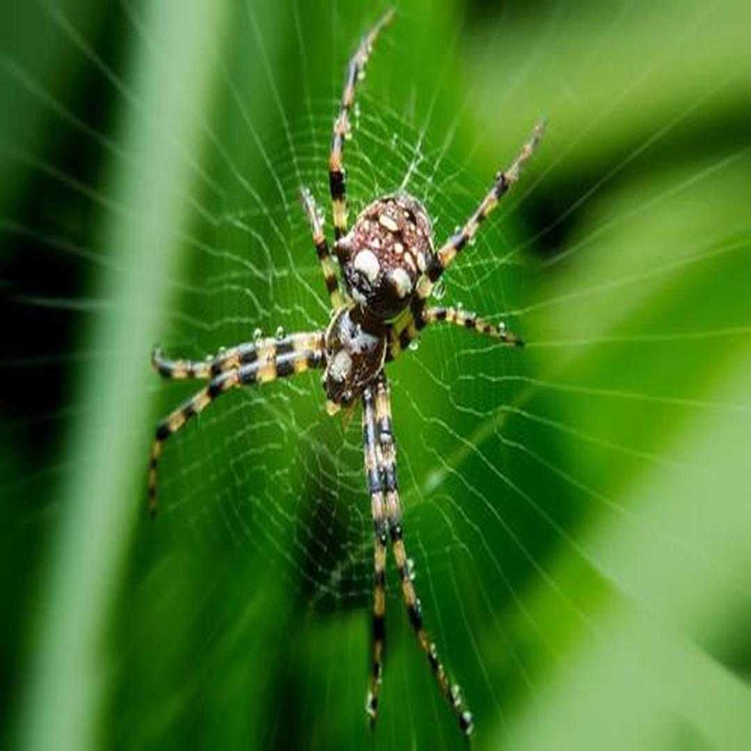 节肢动物门(arthropoda)蛛形纲(arachnida)蜘蛛目(araneida或araneae)