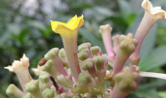 绣球茜 快懂百科