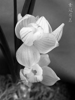 素冠荷鼎 快懂百科