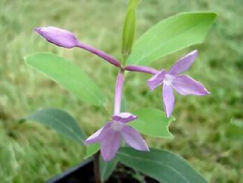 芜花 芜花 头条百科