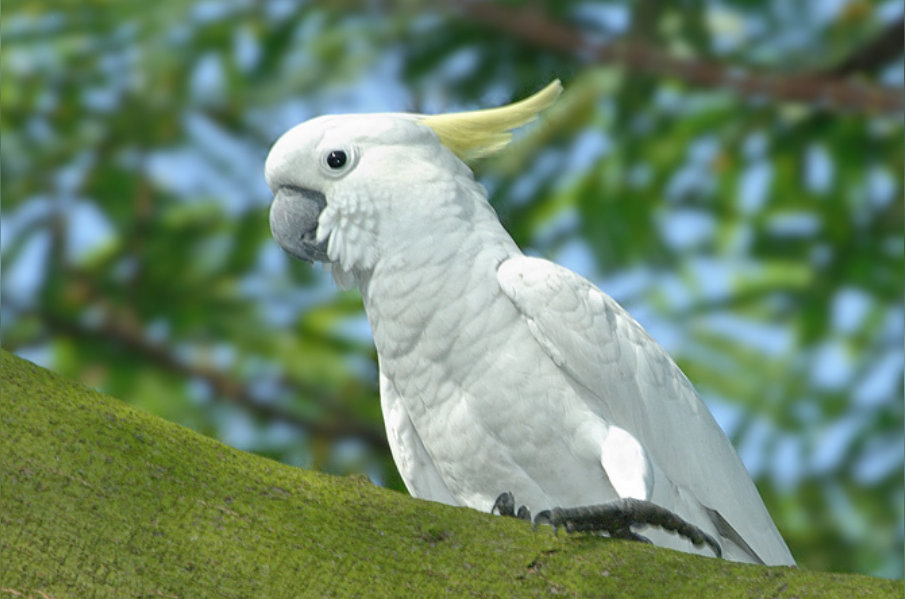 葵花凤头鹦鹉 鹦形目凤头鹦鹉科动物 头条百科