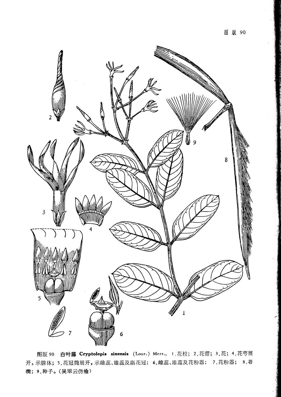 白叶藤 快懂百科