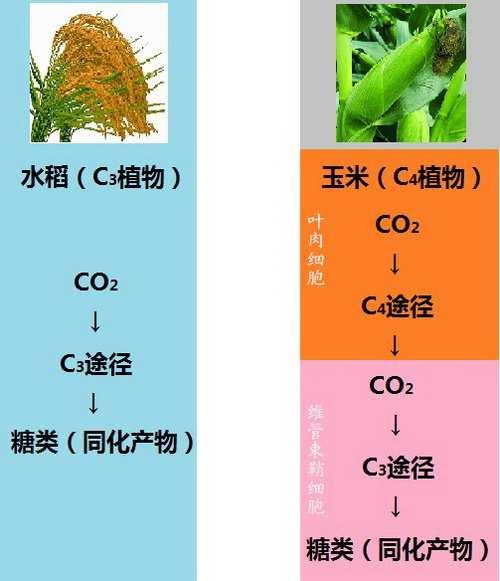 碳四基因 快懂百科