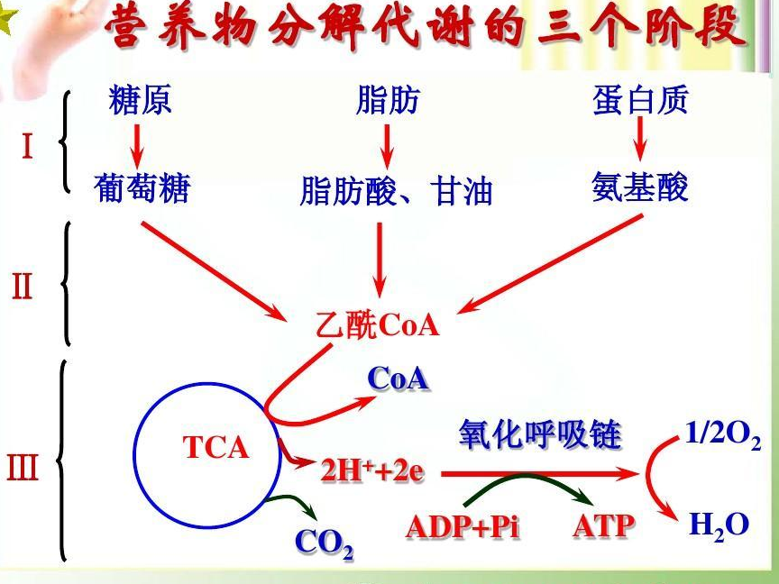 脂肪代谢 快懂百科