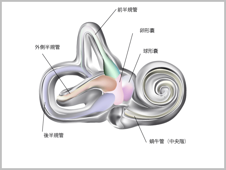 中耳 一 中耳周围组织结构 历史版本3 快懂百科