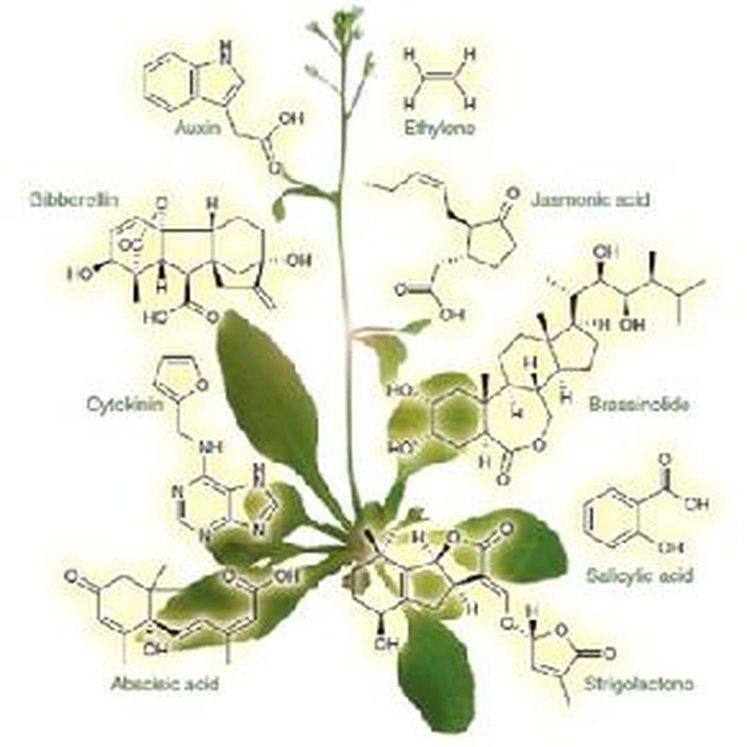 植物激素