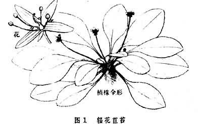 苦苣苔科 快懂百科