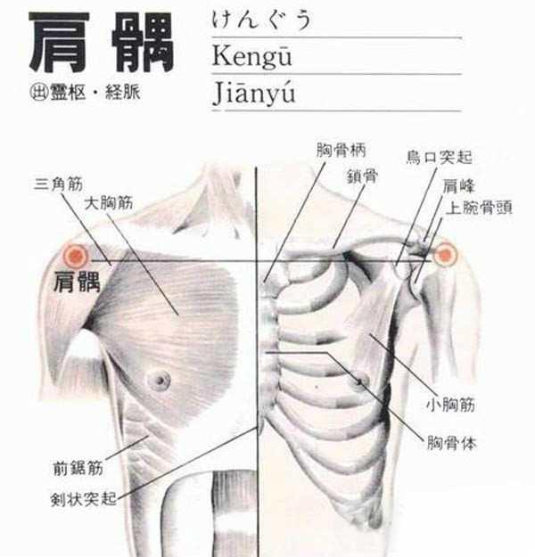 肩髃 快懂百科