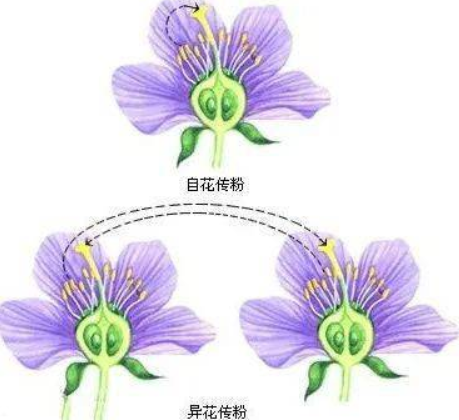 自花传粉植物 快懂百科