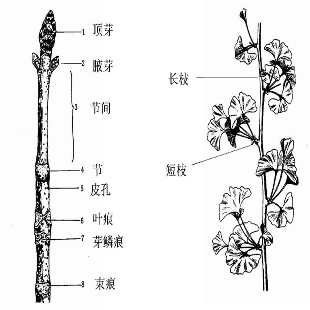 茎 植物的六大器官之一 头条百科